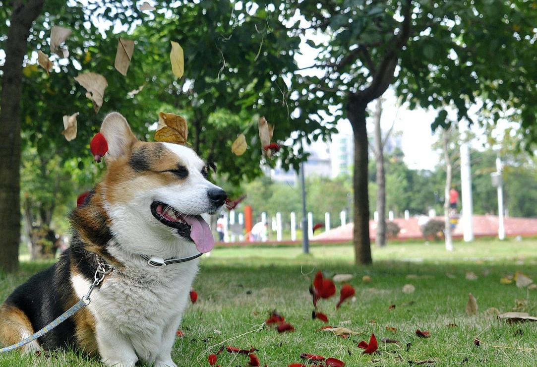 柯基犬几个月发情，深入了解柯基犬发情周期与特点