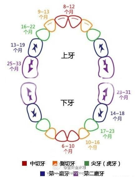 关于十六个月大的宝宝长几颗牙的探讨