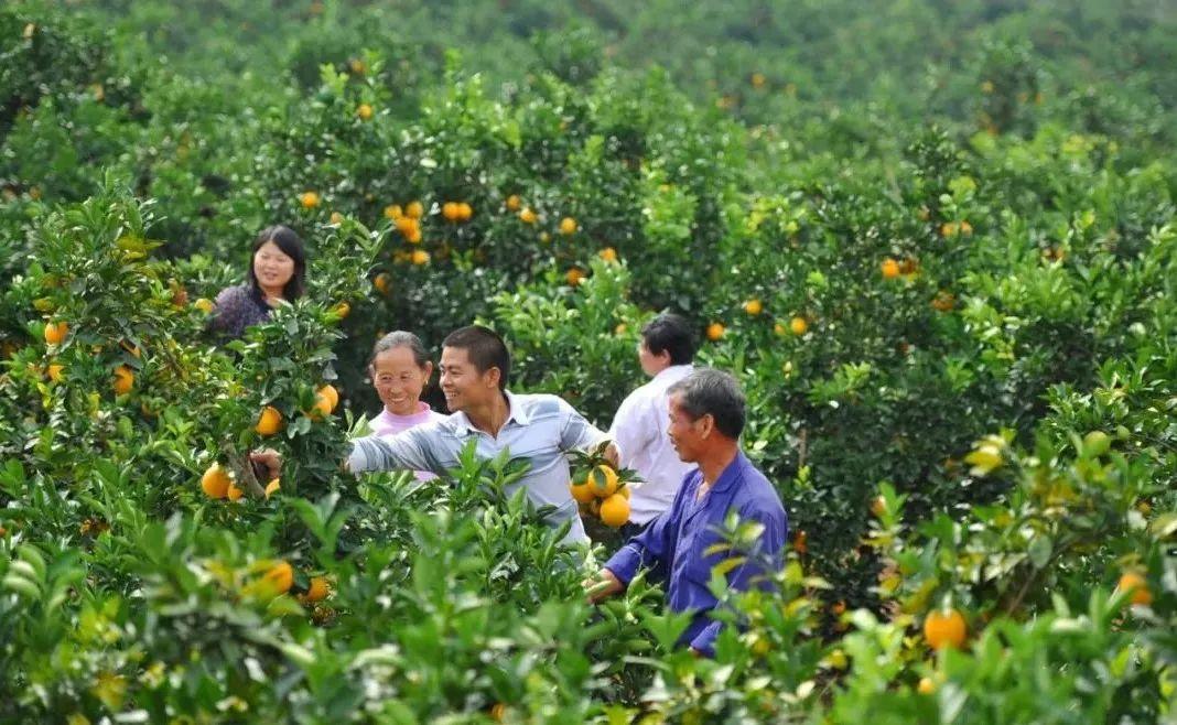 广东省信丰县，历史底蕴与现代魅力的融合之地