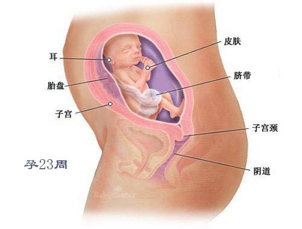 胎儿四个月发育状况详解，究竟有多大？